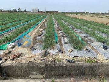 安南買屋賣屋   鹽水三和段便宜農保地  