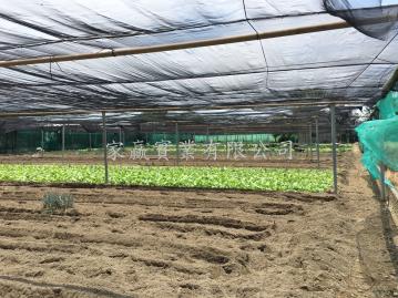 南區臨永成路有水電方正都內農地 台南房仲推薦 優質房仲