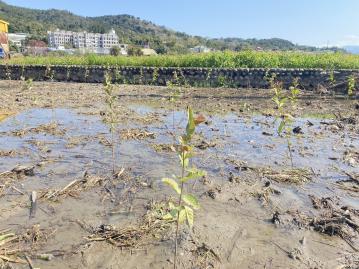 ｛專任｝新埔市區旁三面臨路水電齊小農地 大新竹房地產