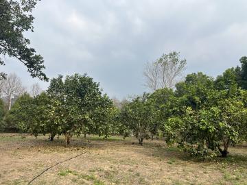 中寮平坦果園 南投草屯買好屋