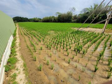 【新豐後湖漂亮農田】臨路、便宜、平坦、方正{新竹土地買賣}