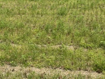  芎林竹林農地(新竹土地買賣)