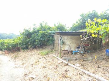 楠西租賃地種愛文年收約60萬以上H012 永康找房推薦