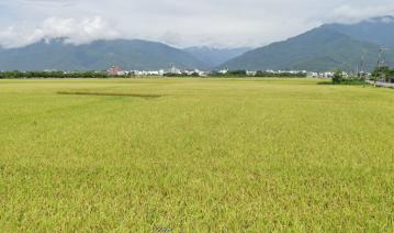 花蓮土地農舍  池上伯朗大道旁大坡池景觀建地