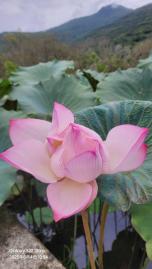 B1105花蓮光復馬太鞍濕地生態農地天然好環境