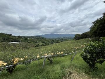 卓蘭雙連優質農地 卓蘭農地達人